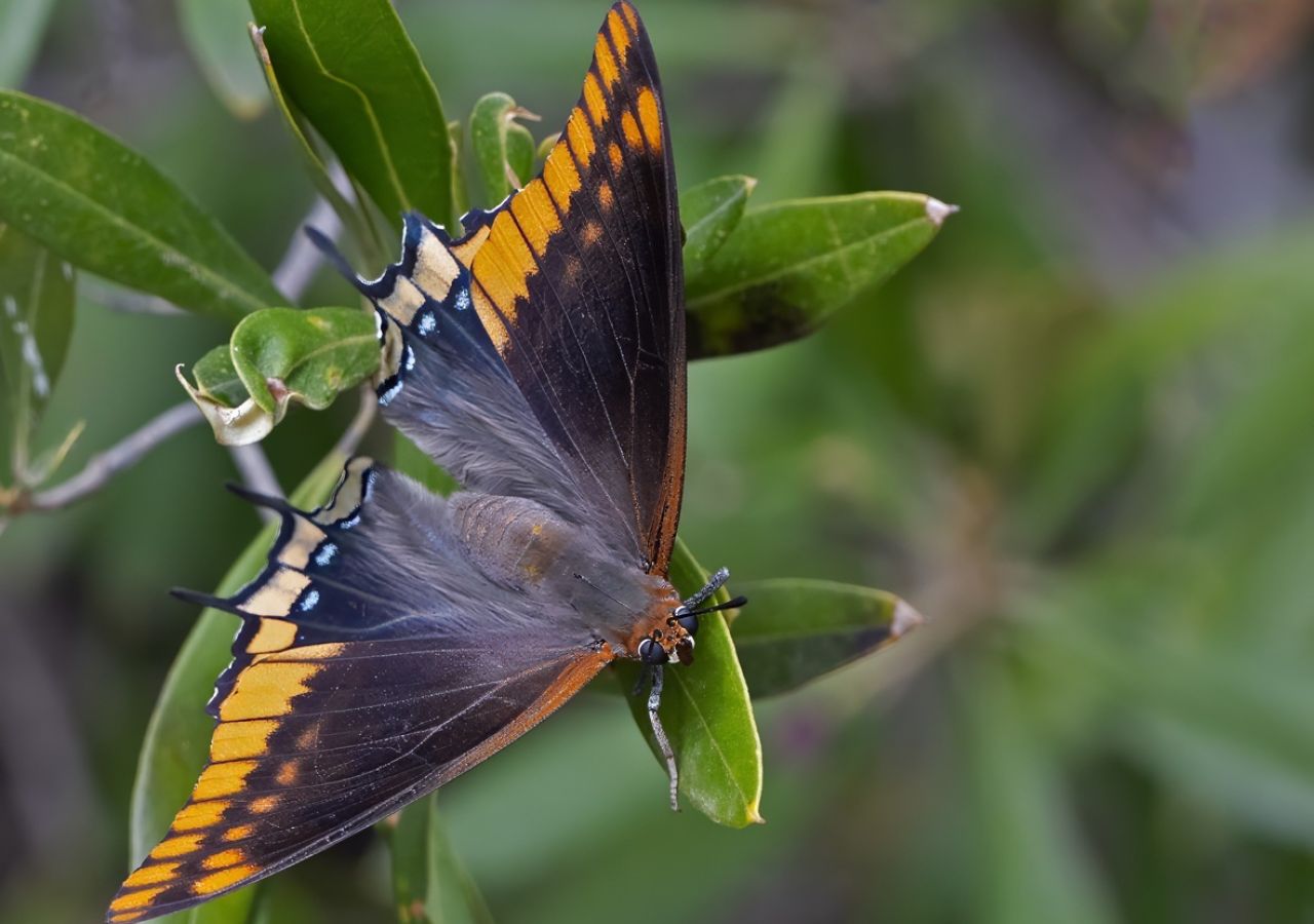 Centre for Biodiversity and Animal Movement Established in Gibraltar 